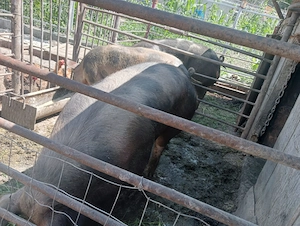 De vânzare porc sau scroafa  - imagine 2