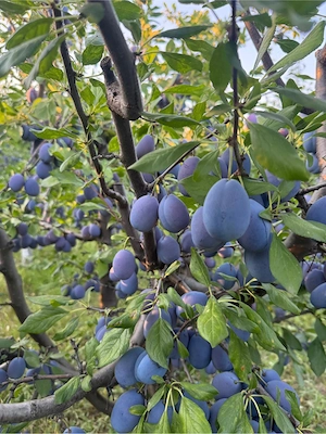 prune de vanzare