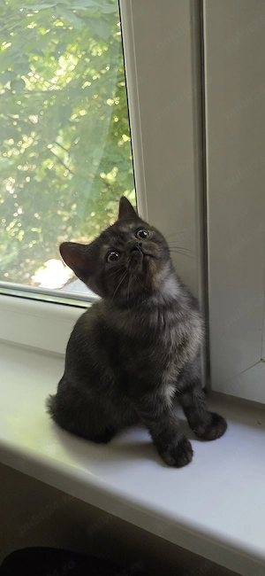 British shorthair - imagine 10