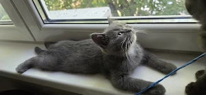 British shorthair - imagine 7