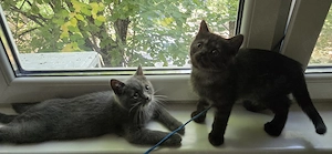 British shorthair - imagine 8