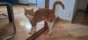 Motanel de casa  bland spre adoptie - imagine 5