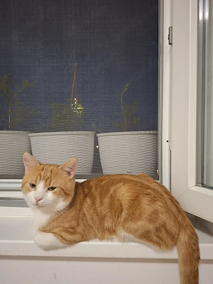 Motanel de casa  bland spre adoptie - imagine 3