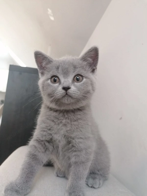 Pisica british shorthair 
