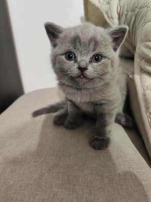 Pisica british shorthair  - imagine 4