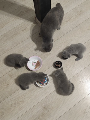 Pisica british shorthair  - imagine 3