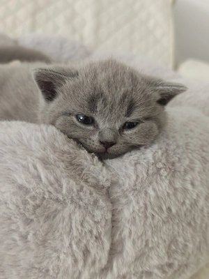 Pisica british shorthair  - imagine 5