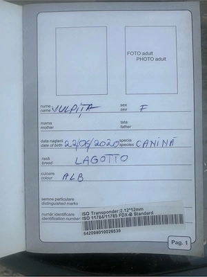 Vând femelă Lagotto Romagnolo - imagine 3