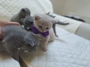 Pisic british shorthair băiețel crem - imagine 5