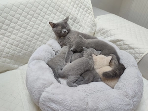 Pisic british shorthair băiețel crem - imagine 3