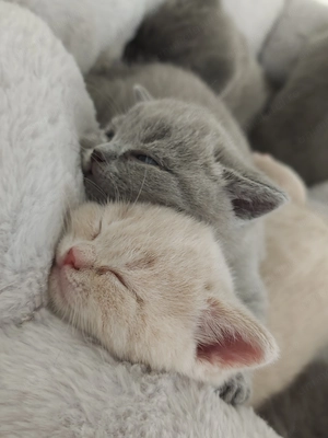 Pisic british shorthair băiețel crem - imagine 2