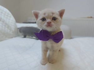 Pisic british shorthair băiețel crem - imagine 4