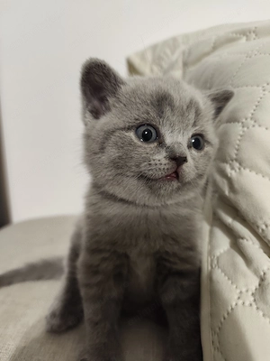 Pisica british shorthair 