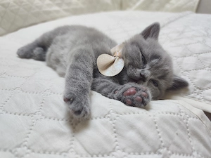 Pisica british shorthair  - imagine 4