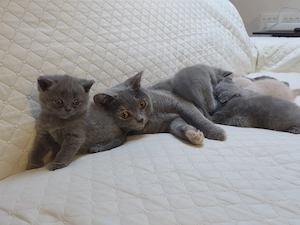 Pisica british shorthair  - imagine 5