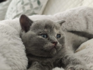 Pisica british shorthair  - imagine 3