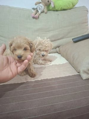 Maltipoo pudel