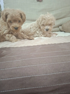 Maltipoo pudel - imagine 2
