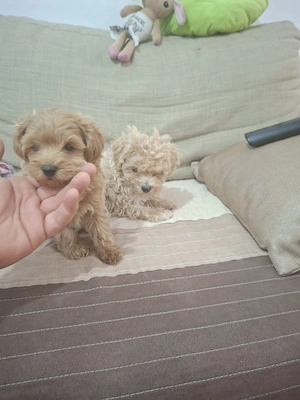Maltipoo pudel - imagine 3
