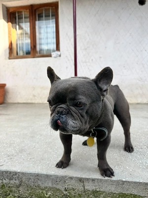 Mascul necastrat   Bulldog Francez, 4 ani - imagine 2