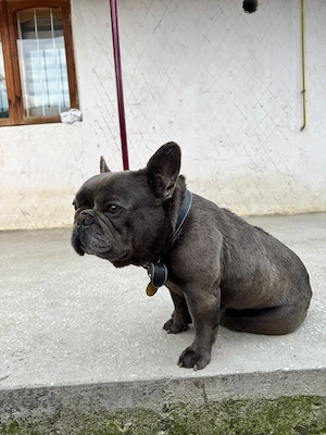 Mascul necastrat   Bulldog Francez, 4 ani