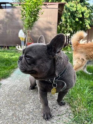 Mascul necastrat   Bulldog Francez, 4 ani - imagine 4