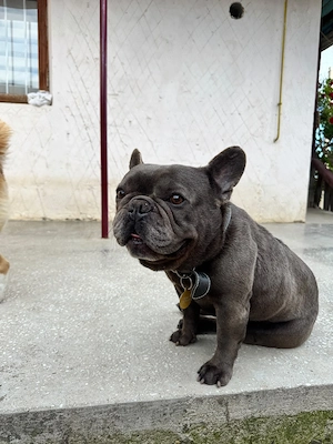 Mascul necastrat   Bulldog Francez, 4 ani - imagine 3