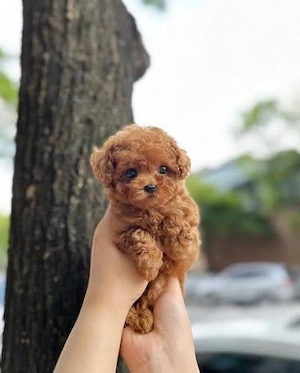Pudel Poodle roșcat de excepție de vânzare   Genotip și fenotip deosebit | 8 săptămâni