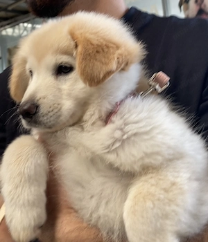 cățel golden retriever