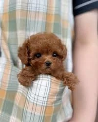 Pudel Poodle Red, Apricot de vânzare 2 luni  Exemplar elegant cu livrare 