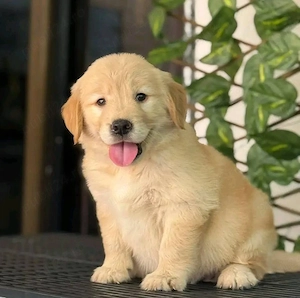 Golden Retriever femelă de vânzare   Pedigree FCI tip A, linie de campioni