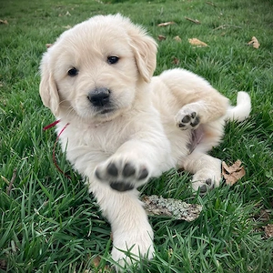 Golden Retriever de vânzare cu PEDIGREE FCI tip A  Pui 8 săptămâni - imagine 2