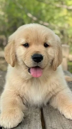 Golden Retriever femelă de vânzare   Pedigree FCI și linie de campioni