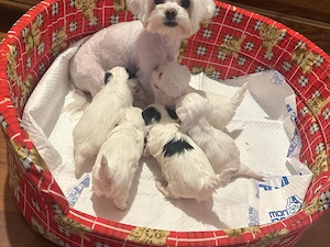 Pui Bichon Maltez - imagine 3