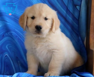 Golden Retriever femelă de vânzare cu PEDIGREE FCI tip A   Părinți campioni