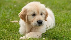 Golden Retriever femelă de vânzare cu PEDIGREE FCI tip A   Părinți campioni - imagine 2