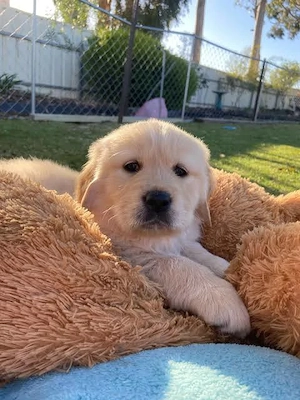 Golden Retriever cu PEDIGREE FCI de vânzare   Femelă 8 săptămâni5.	Golden Retriever cu PEDIGREE F - imagine 2