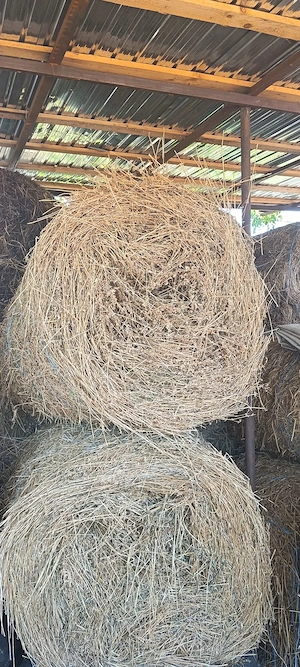 Baloți de lucernă mari
