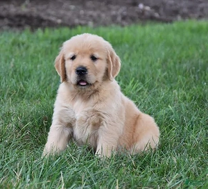 Golden Retriever femelă de vânzare cu PEDIGREE FCI tip A   Părinți campioni - imagine 2
