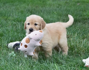 PEDIGREE FCI tip A   Golden Retriever femelă de vânzare, părinți campioni - imagine 2