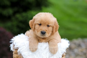 Golden Retriever femelă de vânzare cu PEDIGREE FCI   Origine deosebită - imagine 2