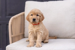 Pui Golden Retriever de vânzare   PEDIGREE FCI tip A, părinți campioni