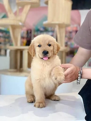 Golden Retriever de vânzare   Pui cu PEDIGREE FCI și ascendență de campioni