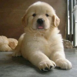 Golden Retriever de vânzare   Pui cu PEDIGREE FCI și ascendență de campioni - imagine 2