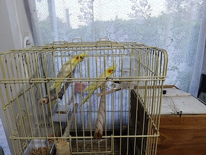 Vând 2 papagali nimfă+cușcă 