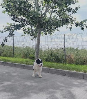 caine ciobanesc de asia centrală