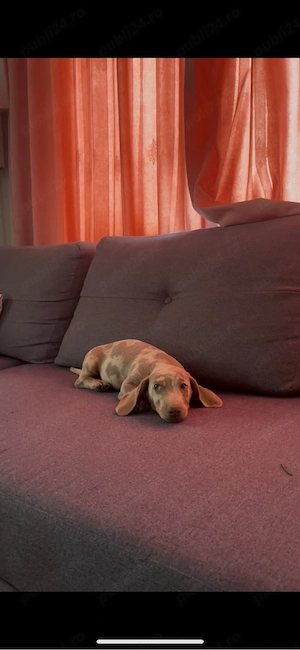 căței Teckel Toy Mini Dachshund - imagine 2