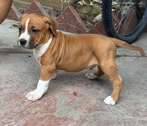 Pui amstaff rasa pura !  - imagine 2