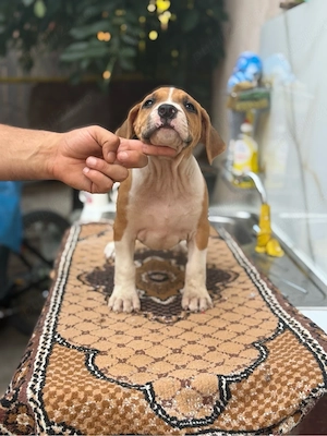 Pui amstaff rasa pura !  - imagine 4