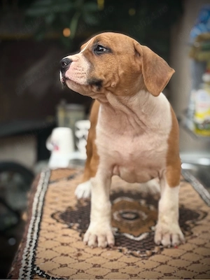 Pui amstaff rasa pura !  - imagine 3
